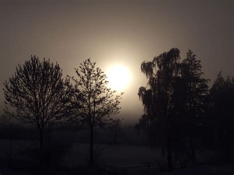 Images Gratuites Arbre Branche Hiver Nuage Ciel Soleil