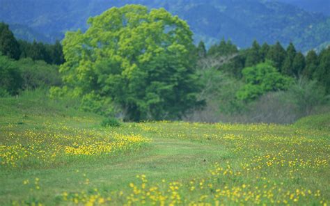 japan, Oriental, Traditional, Heritage, Culture, Landmark, Nation ...