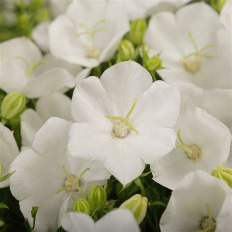 Campanula carpatica | 'Rapido White' | Jim Whiting Nursery