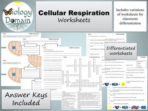 Cellular Respiration Worksheets Teaching Resources