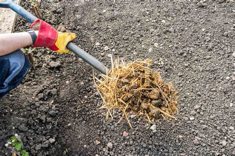 Quel Est Le Meilleur Fumier Pour Le Jardin Tuto Jardinage