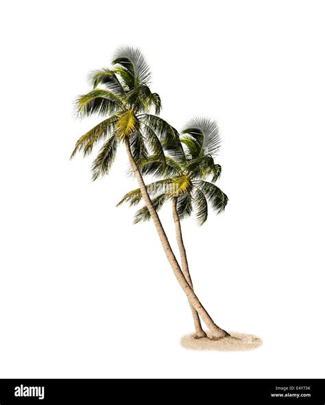 Palm Trees Isolated Stock Photo Alamy