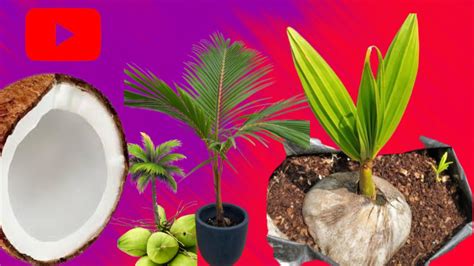 How To Grow Coconut Trees In Containershow To Grow Coconut Tree At