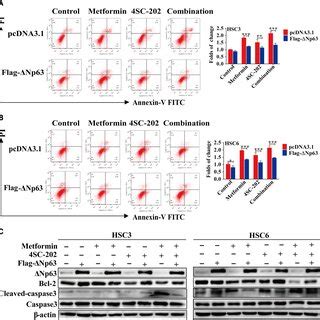 Metformin And Sc Synergistically Inhibited Tumor Growth In Vitro