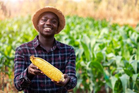 Close Up A Fresh Corn Holding By African Farmer Man In A Farm Land