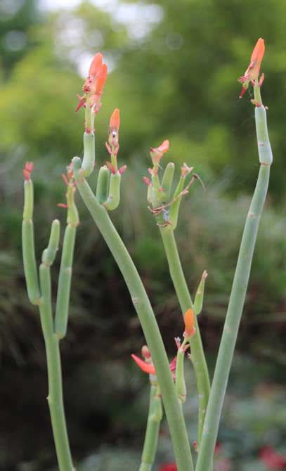 Euphorbia Lomelii