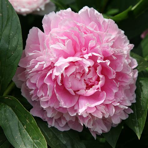 Buy Paeony Peony Paeonia Lactiflora Sarah Bernhardt Delivery By Crocus