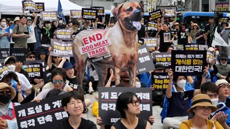 South Korea moves to outlaw dog meat trade amid rising public demands ...