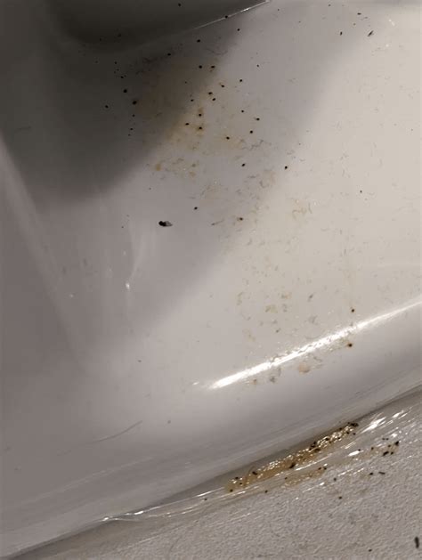 Is this roach droppings? : r/roaches