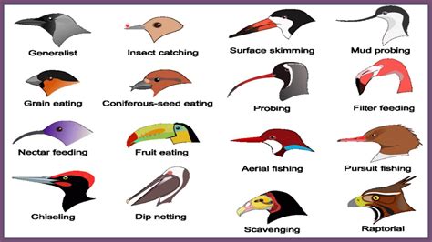 SCIENCE Chapter 5 Birds Beaks And Claws Part 1 BPDAV CLASS 4 YouTube