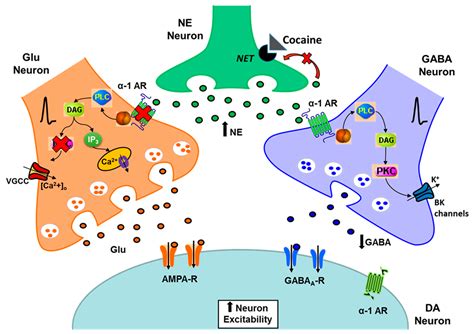 Ijms Free Full Text Alpha Adrenergic Receptors Modulate Glutamate