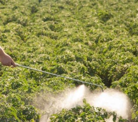 Картофель Рокко: описание сорта, характеристика, фото, отзывы | qlumba.com