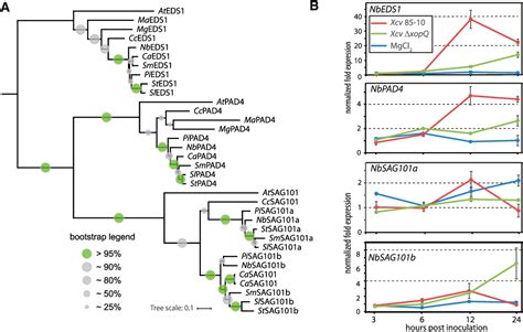 Figure From An Eds Sag Complex Is Essential For Tnl Mediated