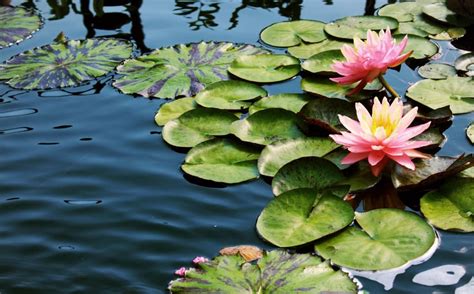 Planting Water Lilies in Your Garden Pond - pondlovers.com