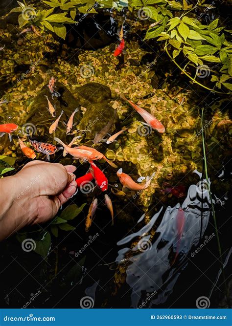 Feed the fish in the pond stock image. Image of lovely - 262960593