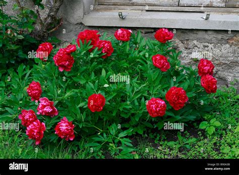Paeonia Felix Supreme Stock Photo - Alamy