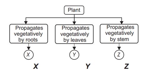 Study The Given Flow Chart And Select The Option That Correctly