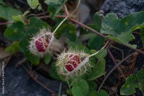 Passiflora Foetida Common Names Stinking Passionflower Wild Maracuja