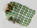 freshwater   micro organisms  germany procaryota