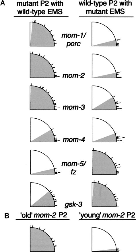 Wnt Pathway Components Orient A Mitotic Spindle In The Early