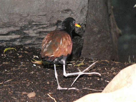 The Online Zoo Wattled Jacana