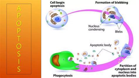 Apoptosis Intrinsic And Extrinsic Pathway With Assays Ppt