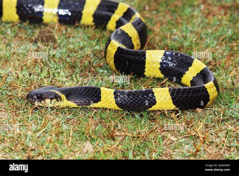 The banded krait is a species of elapid snake found on the Indian ...