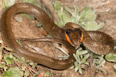 Identifying Venomous Snakes How Hard Can It Be Africa Geographic