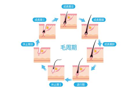 毛周期とは医療レーザー脱毛の前に知っておきたい基礎知識脱毛ダイエットなら美容ナビアイメッド