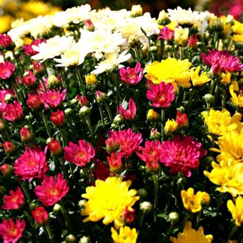 Hardy Fall Mums | Sawyer Garden Center | Sawyer, MI