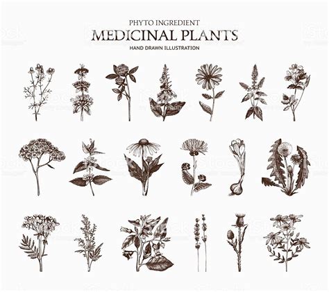 Big Vector Collection Of Hand Drawn Spices And Herbs Botanical Plant