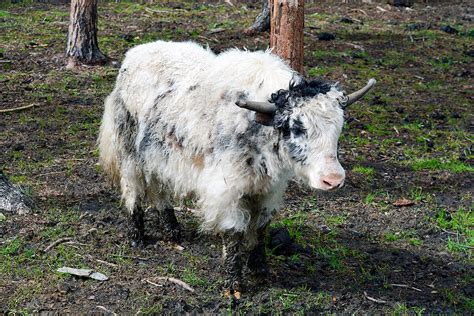 What Frost Resistant Cows From Yakutia Look Like Photos Russia Beyond