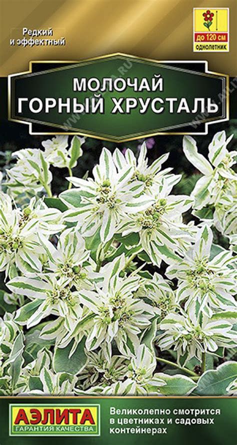 Купить молочай горный хрусталь, 20 шт семян по цене 44 руб. в интернет ...