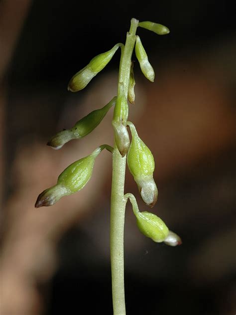 Corallorhiza Odontorhiza