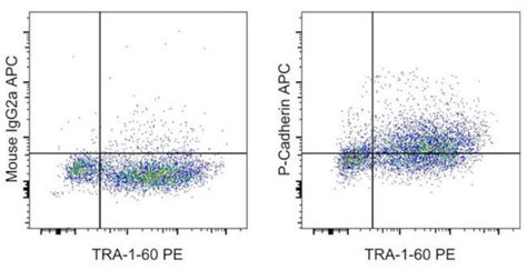 P Cadherin Antibody APC 17 2237 42