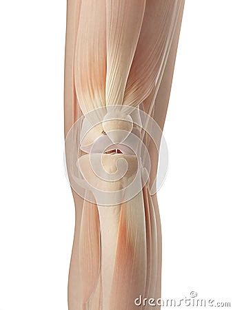 Knee Joint Muscles Royalty Free Stock Image - Image: 34777316