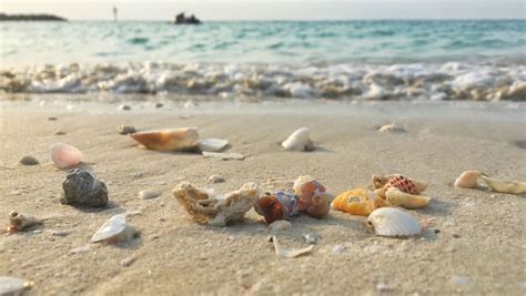 How to Find the Best Seashells on Siesta Key