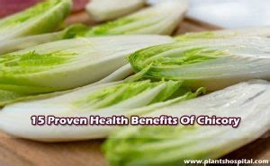 15 Proven Health Benefits Of Chicory: How to Use? Growing & Warnings