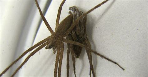 Kinky Spiders Tie Up Partners During Sex CBS News