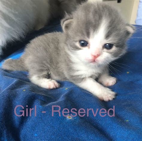 Persian Cross Kittens All Sold In Mayfield Midlothian Gumtree