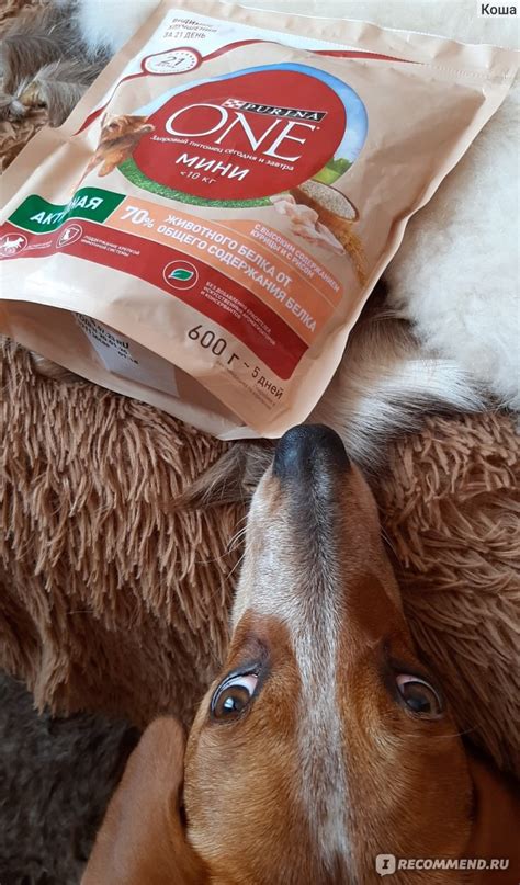 Корм для собак Purina One мини Активная Сухой - «Вкусняшки для ...