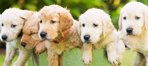 Top 500 Golden Retriever Names for a Female or Male Puppy – Green Garage