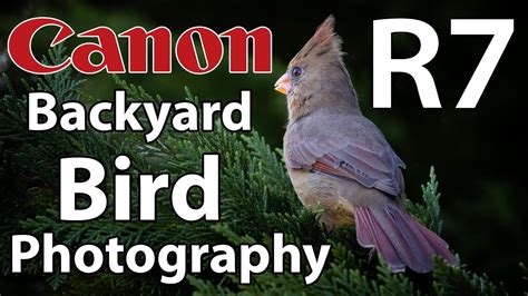 Canon R7 Backyard Bird Photography RF 100 500 Lens YouTube