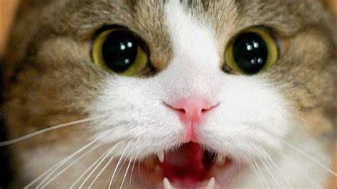 Звук кошки. Звук для кота. Кошка зовет котят. | Sound cat. Voice cat ...