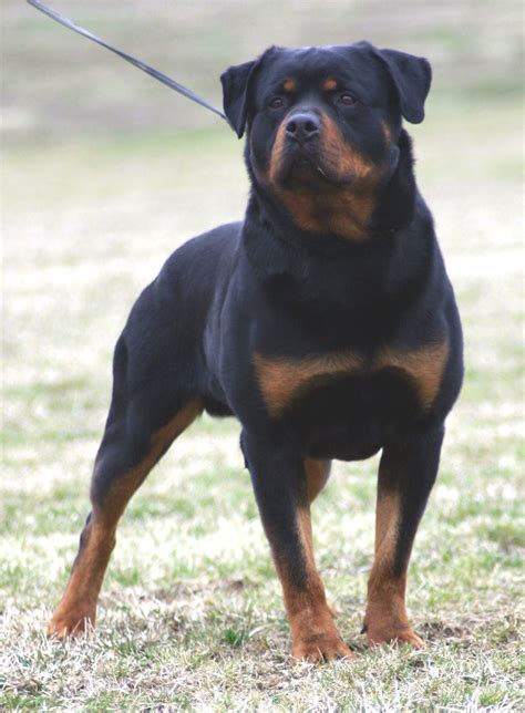 dog breed originating biological science picture directory pulpbitsnet