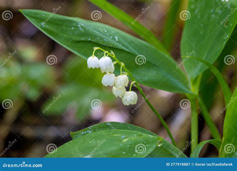 Flowers Of Lily Of The Valley Convallaria Majalis Stock Image Image