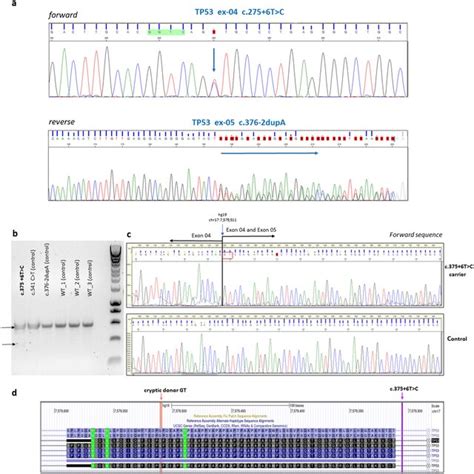 Validation Of The Germline Tp Variants C T C And C Dupa