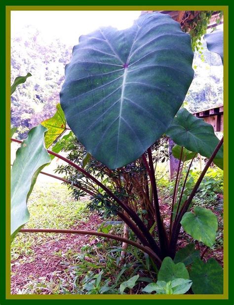 Rare 1 Piece Bulb Colocasia Spgiant Elephant Ear Taro Black Bulbs