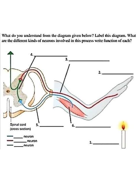 Reflex Arc Diagram | PDF