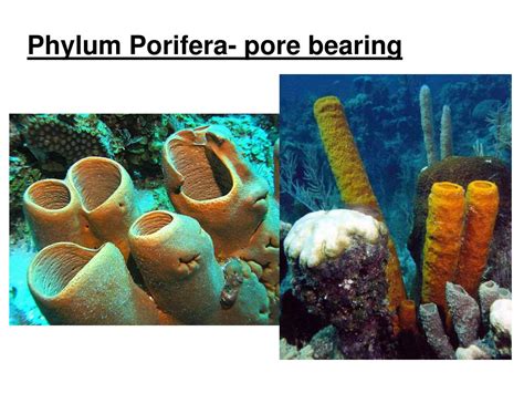 Ppt Phylum Porifera Pore Bearing Powerpoint Presentation Free